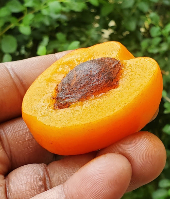 Custom Hand Painted Apricot Embeds